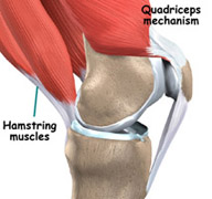 4 - knee_tendonitis_quadriceps_anatomy01-R