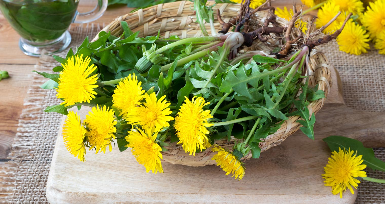 Why Dandelion Should Be In Your Nutritional Regimen